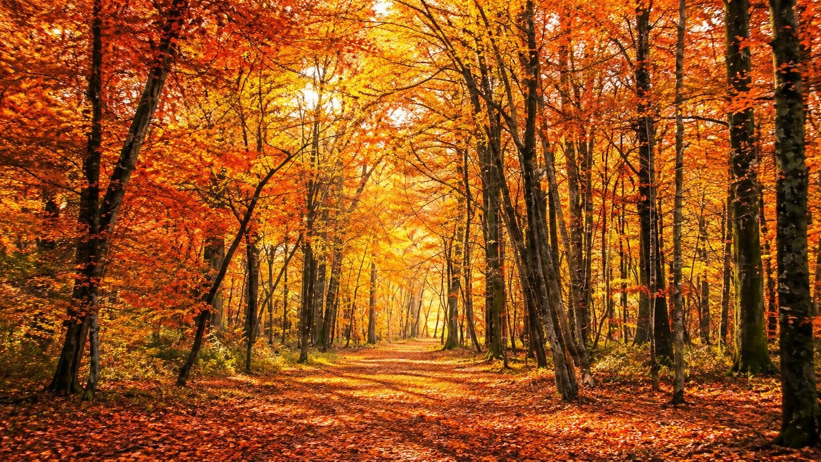 Forêt automnale du Nord